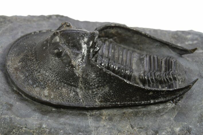 Detailed Scotoharpes Trilobite - Boudib, Morocco #312381